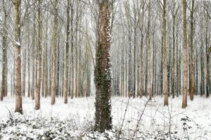 snow-trees-iv