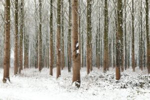 snow-trees-v